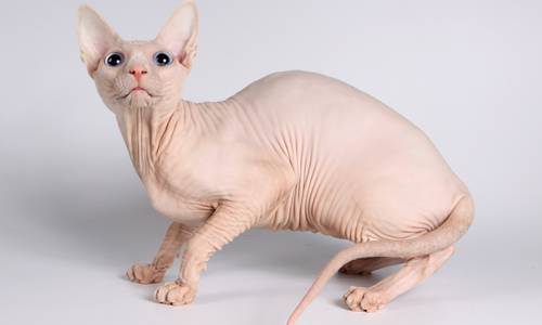 Кошки Красавчиковой Софьи