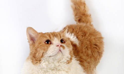 Питомник Eloso Risado